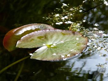 Close-up of water lily on leaf