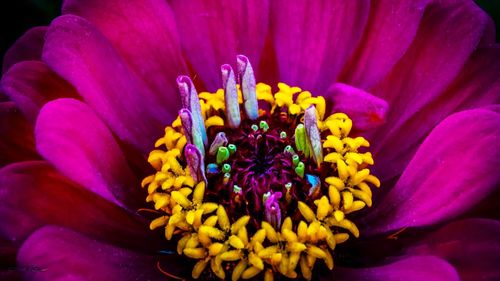 Close-up of purple flower blooming outdoors