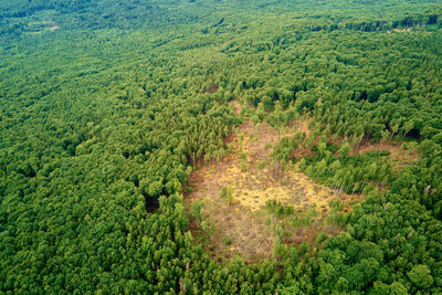 High angle view of plants growing on land