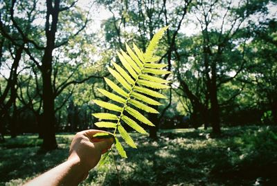 Close-up of hand holding leaf