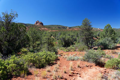 Plants growing on land against blue sky