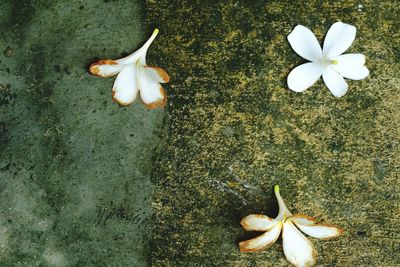 High angle view of crab on flower