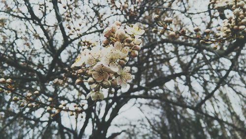 Low angle view of tree branch