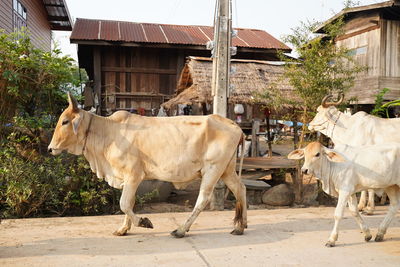 Cows standing in a building