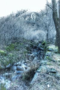 View of bare trees in forest during winter