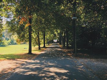 Empty road along trees