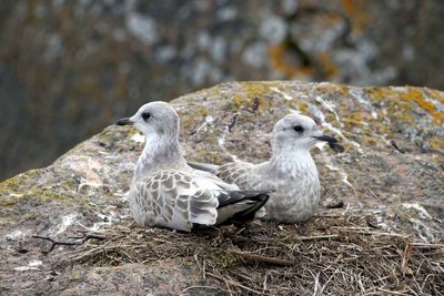 Close-up of seagull perching on rock