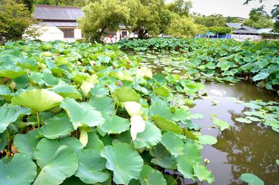 Lotus water lily in pond