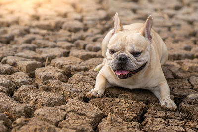 Cute french bulldog lying on dry cracked ground at pond in summer.
