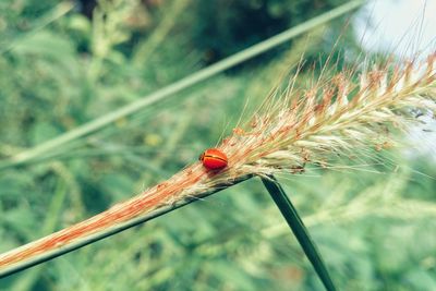 Close-up of ladybug on plant