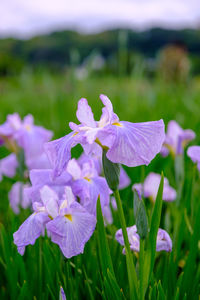 Close-up of purple flowering plant on field