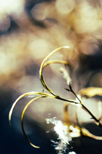 Close-up of plant