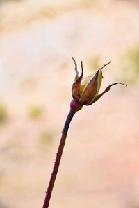 Close-up of wilted flower bud