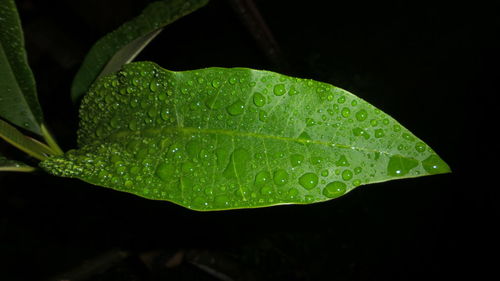 Close-up of wet leaf against black background