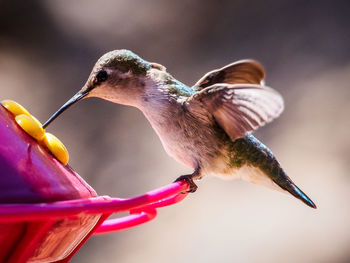 Close-up of bird flying