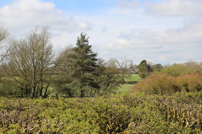 Trees on field against sky