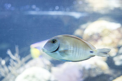 Close-up of fish swimming in aquarium