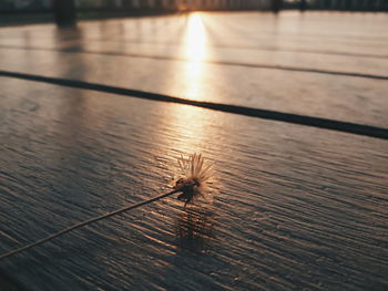 High angle view of insect on floor