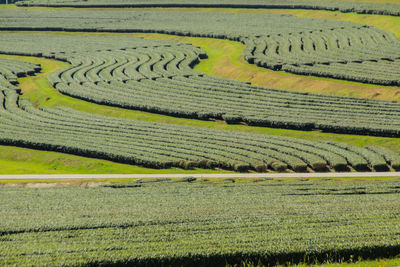 Scenic view of agricultural field