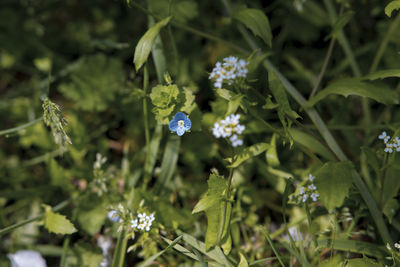 plant