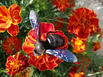 Close-up of honey bee pollinating flower