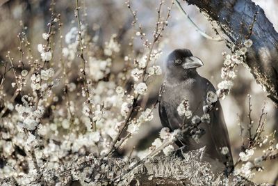 Bird perching on a branch