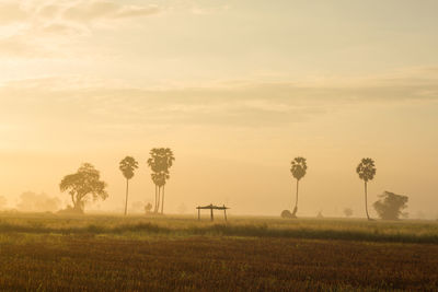 Scenic view of field against sky during sunset