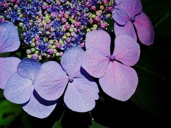 Close-up of purple flowers
