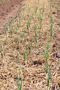 Close-up of crops growing on field