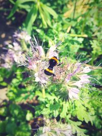 Close-up of bee on flower