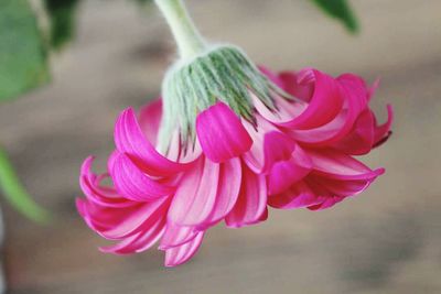 Close-up of flower blooming outdoors