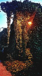 Low angle view of illuminated trees against sky during autumn