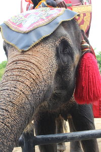 Close-up of elephant