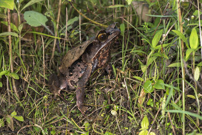 Close-up of frog on field