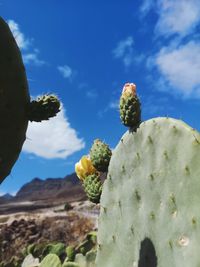 Close-up of prickly pear cactus against sky
