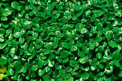 Full frame shot of green leaves