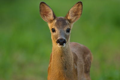 Portrait of fawn standing on grassy field