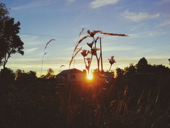 Silhouette plants on field against sky during sunset