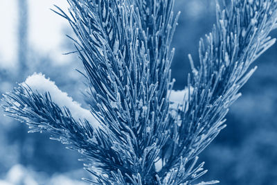 Coniferous tree covered is snow toned in color of the year 2020 classic blue