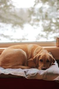 Close-up of dog relaxing at home