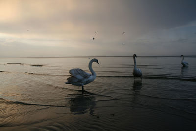 Swans on beach