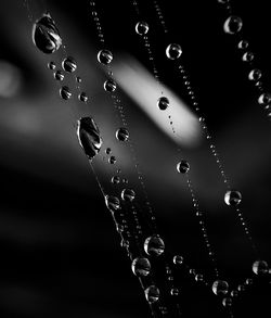 Close-up of water drops on spider web