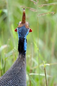 Close-up of bird against plants