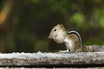 Close-up of squirrel on wood