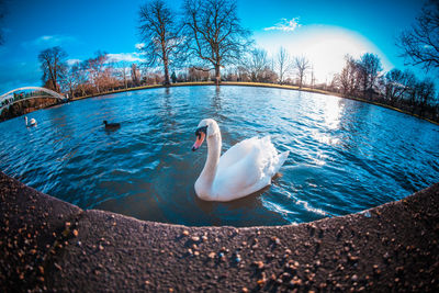 Swan swimming in lake