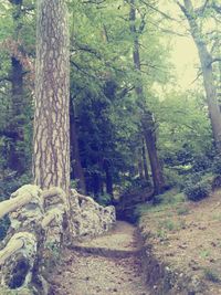 Trees in forest