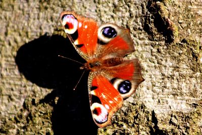 Close-up of butterfly on rock