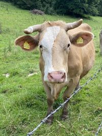 Portrait of cow on field