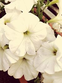 Close-up of white flowers blooming outdoors