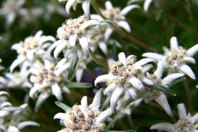 Close-up of flowers